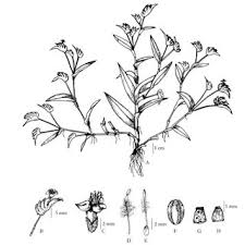 Image result for Cyanotis axillaris