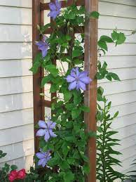 Perennials are a welcome addition to any garden since they blossom year after year to provide ongoing color and charm. Clematis Vine Twiner Creeping Plant Creeper Clamberer Climbing Plant Purple Flower Garden Pxfuel