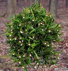 They are epiphytes or lithophytes; Watering Strategy First Rays Llc