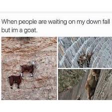 Pin By Cassidy Shamseldin On Ascension Funny Animals Funny Funny Pictures