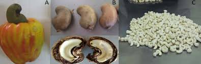 Image result for Anacardium