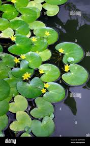 Image result for Nymphoides thunbergiana