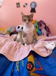 Paisley imperial area