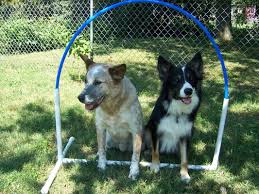 Official Website Www Nadac Com Nadac Dogs Corgi