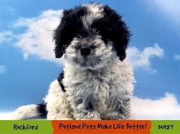 Have you decided what colour you like and where should you look? Cockapoo Puppies Petland Pets Puppies Chicago Illinois