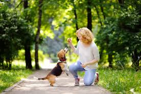 Mujer joven con el perro del beagle en el parque del verano ...