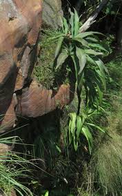 Image result for Schizocarphus nervosus