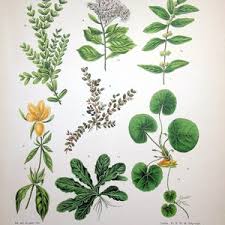 Image result for Euphorbia thymifolia