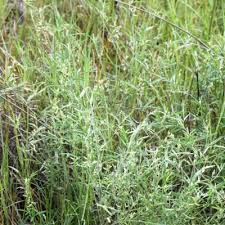 Image result for Microcharis annua