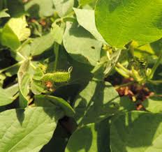 Image result for Rhynchosia viscosa