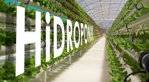 Tanaman hidroponik caisin adalah pilihan yang sangat menguntungkan karena ia termasuk tanaman yang cepat panen, perawatan mudah, serta. Analisa Bisnis Tanaman Hidroponik Menguntungkan Atau Merugikan Wira Usaha