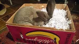 Il en est ainsi des gobelets en carton. Diy Idees De Jeux Pour Lapin A Fabriquer Vous Meme
