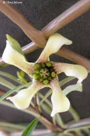 Image result for Stomatostemma monteiroae