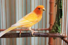 Dalam video ini adalah beberapa jenis kenari warna atau colour canary yg. 9 Jenis Kenari Lokal Yang Harus Diketahui