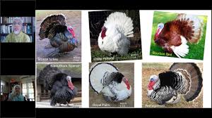 Industri penternakan ayam pedaging di malaysia. Webinar On Circular Economy Melestarikan Industri Penternakan Ayam Belanda Di Malaysia Youtube