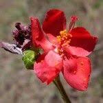 Image result for Hibiscus aponeurus