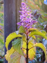 Image result for Plectranthus elegans