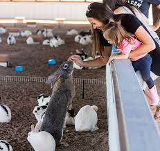 Al bidya, united arab emirates. Critters Rooster Cogburn Ostrich Ranch