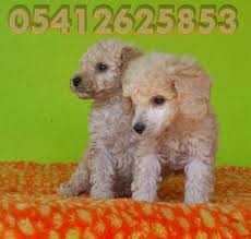 Yavru Toy Poodle Oyuncak Kanis Poodle Kopek