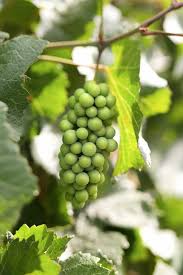 Image result for grapevine cuttings