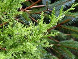 Image result for Juniperus procera