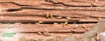 If you start seeing little bits of unexplained sawdust, it might be stop worrying about bugs in your home, reliable termite control service is just a phone call away. When Is Termite Season In Florida Prohealth Pest Control Call Now