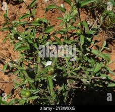 Image result for Seddera suffruticosa