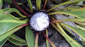 Image result for Protea micans