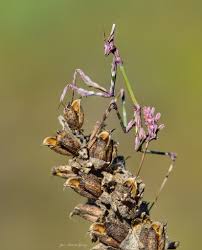 Image result for Pandiaka confusa