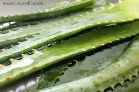 Riesige auswahl an produkte finden sie in unserer auswahl beim product shopper. How To Cut And What To Do With Aloe Vera Live Love Raw