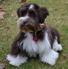 Black And White Parti Mini Schnauzer This Is The Most Commonly Known Color For Mini Schnauzers As It Is The Color Really Cute Dogs Schnauzer Miniature Schnauzer