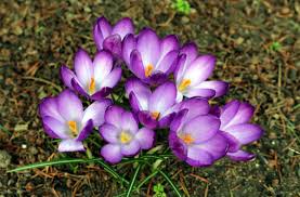 Indian garden plants are mostly flowering plants that have religious significance too. 15 Flower Names In Hindi And English Owlcation