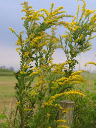 Solidago Fistulosa Survives In Sandy Soil Florida Soil And Withstands Droughts It Is Also A Pollinator Friendly Species Cool Plants Plants Sandy Soil