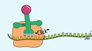 .mrna modifications, pseudouridine, in cells is complicated by the substoichiometric occurrence of mrna modifications and the difficulty of decoupling the effects on translation from mrna stability. Translation Mrna To Protein Plantlet