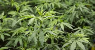 Maybe you would like to learn more about one of these? Quiet Opening Loud Products At New North Lansing Dispensary City Pulse