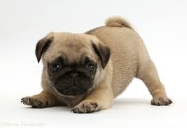 Pet city houston has pug puppies for sale! Dog Playful Pug Puppy In Play Bow Photo Wp41997