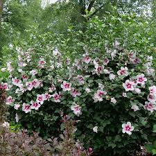 Image result for Hibiscus pusillus