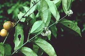 Image result for Strychnos lucens