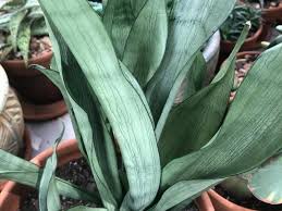 Maintain a temperature above about 50 degrees fahrenheit in your snake plant's environment. Wrinkled Snake Plant Leaves Causes Fixes Gardenine
