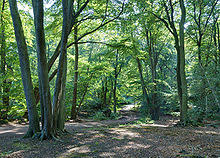 Forestry In The United Kingdom Wikipedia