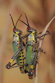 Untitled Photo By Photographer Igor Siwanowicz Insects Insect Photos Animals Bugs