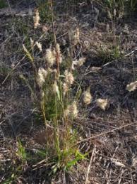 Image result for Enneapogon scoparius