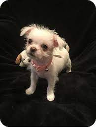 South San Francisco Ca Shih Tzu Dachshund Mix Meet Darla A Puppy For Adoption Puppy Adoption Dachshund Mix Pets