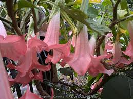 Image result for Brugmansia