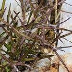 Image result for Fockea angustifolia