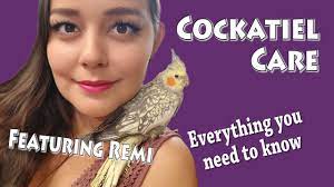 Cockatiel Care - Youtube