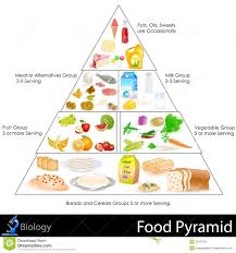 Food Pyramid Stock Vector Illustration Of Food