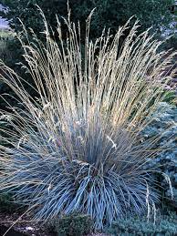 Grasses are easy to grow. Prettiest Ornamental Grasses To Plant In Your Landscape Better Homes Gardens