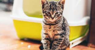 Cat genie reviews indicate many cat owners have up to three pets using this cat box. Self Cleaning Kitty Litter Boxes A Side By Side Comparison Of The 6 Best Models Care Com