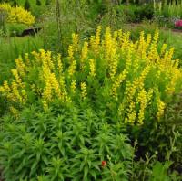 Image result for Baphia speciosa